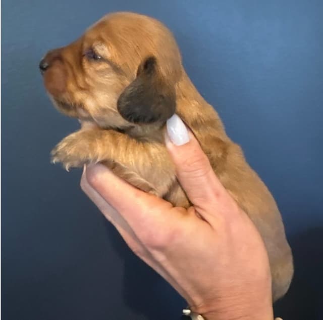 Dachshund Puppies - Miniature Long Hair media 2