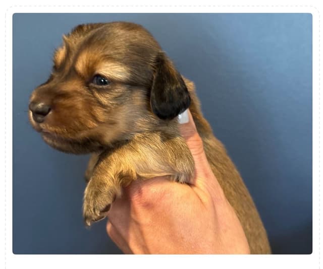 Dachshund Puppies - Miniature Long Hair media 3