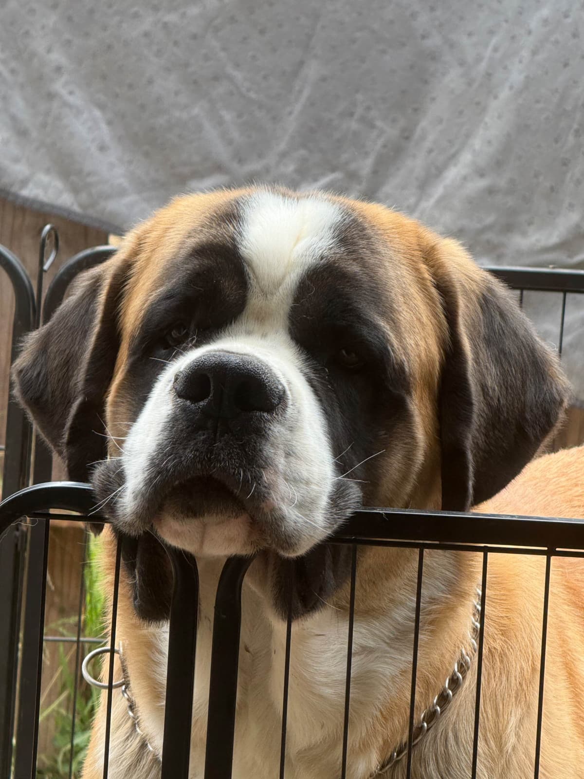 Saint Bernard Puppies breeder image 2
