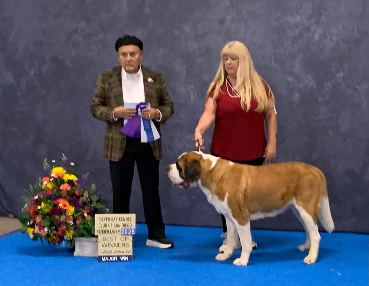 Saint Bernard Puppies breeder image 4