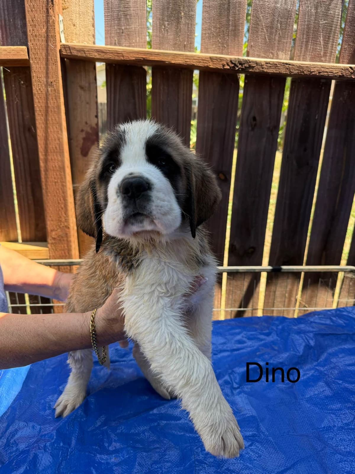 Saint Bernard Puppies breeder image 8