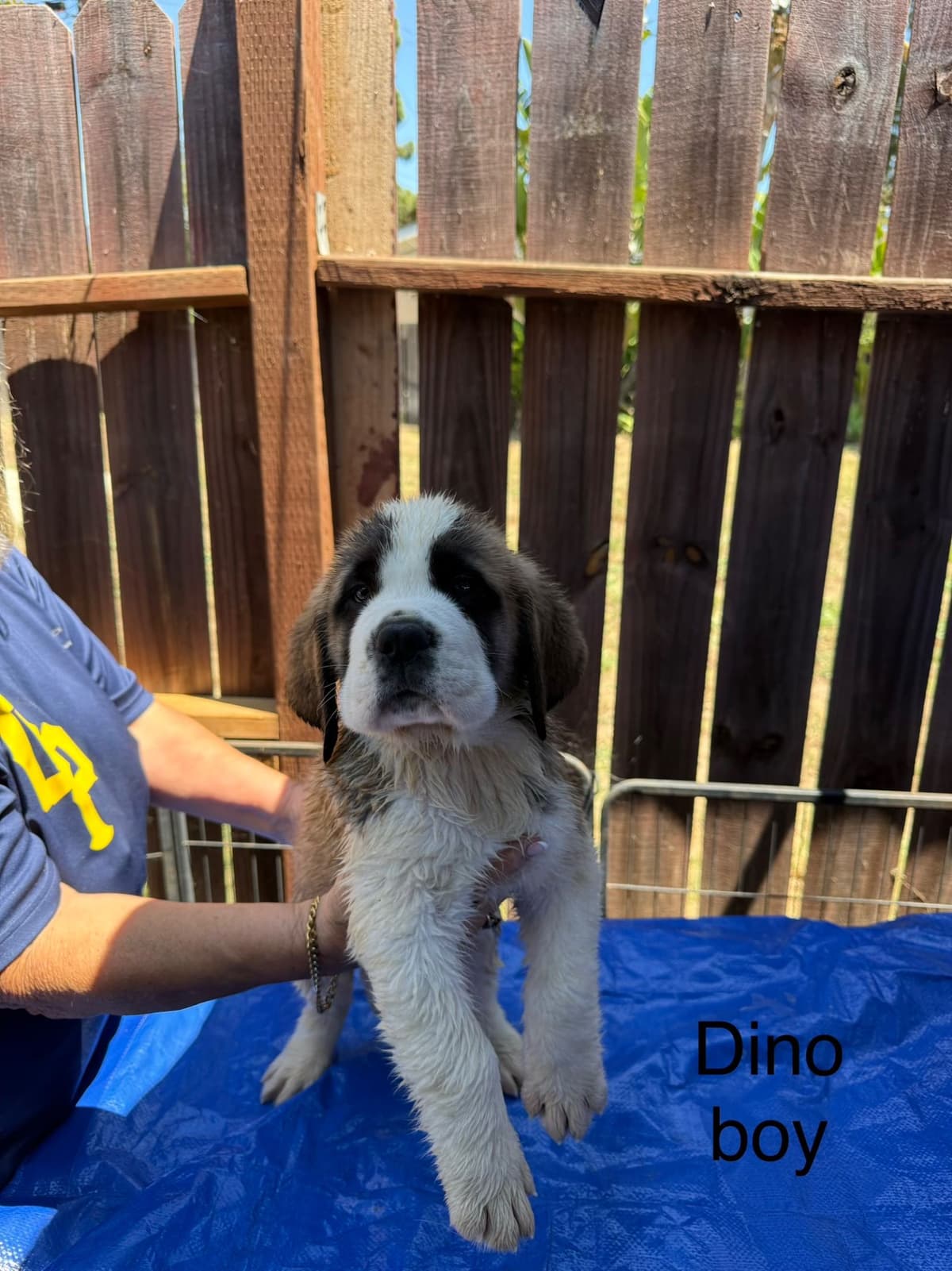 Saint Bernard Puppies breeder image 10