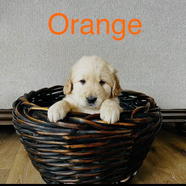Golden Retriever Puppies media 3