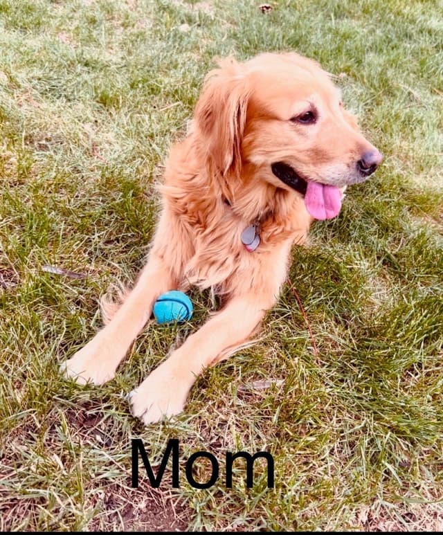 Golden Retriever Puppies media 4