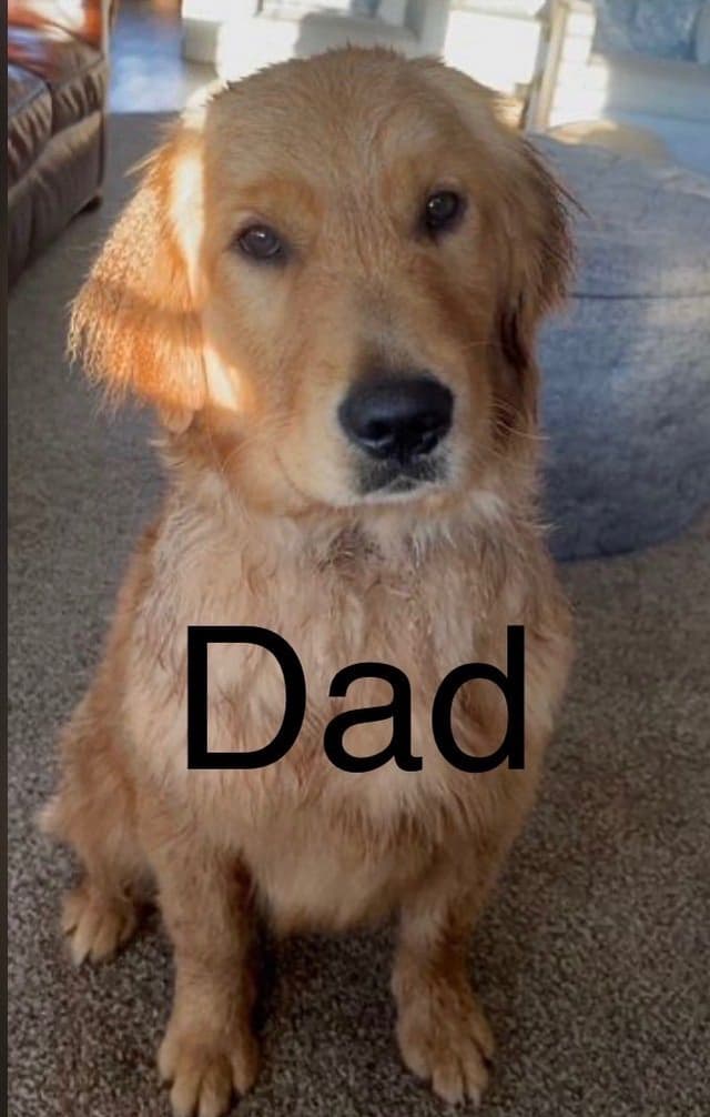 Golden Retriever Puppies media 5