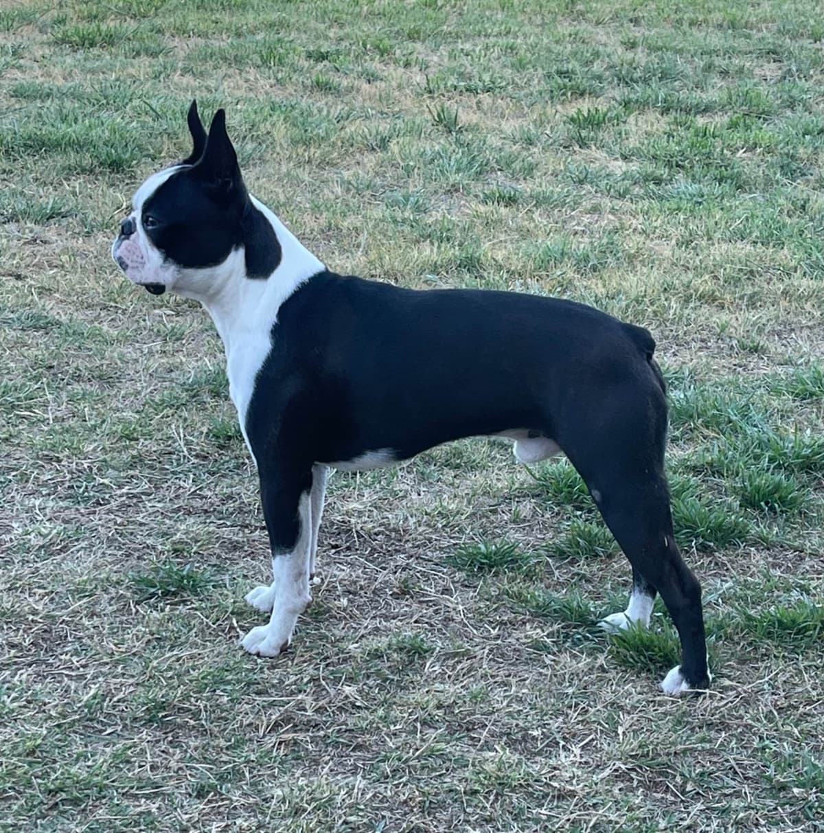 Boston Terrier Puppies breeder image 1
