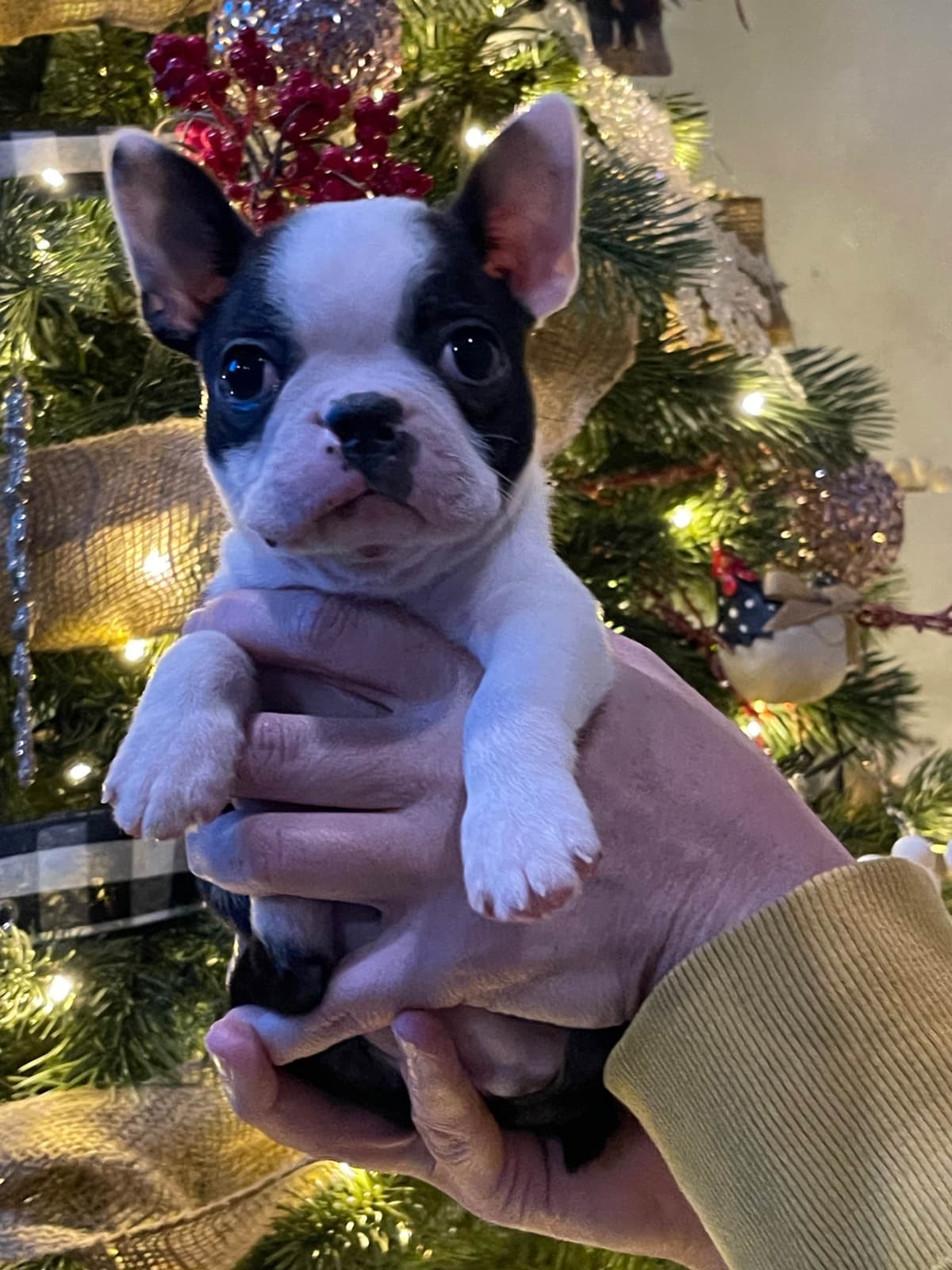 Boston Terrier Puppies breeder image 4