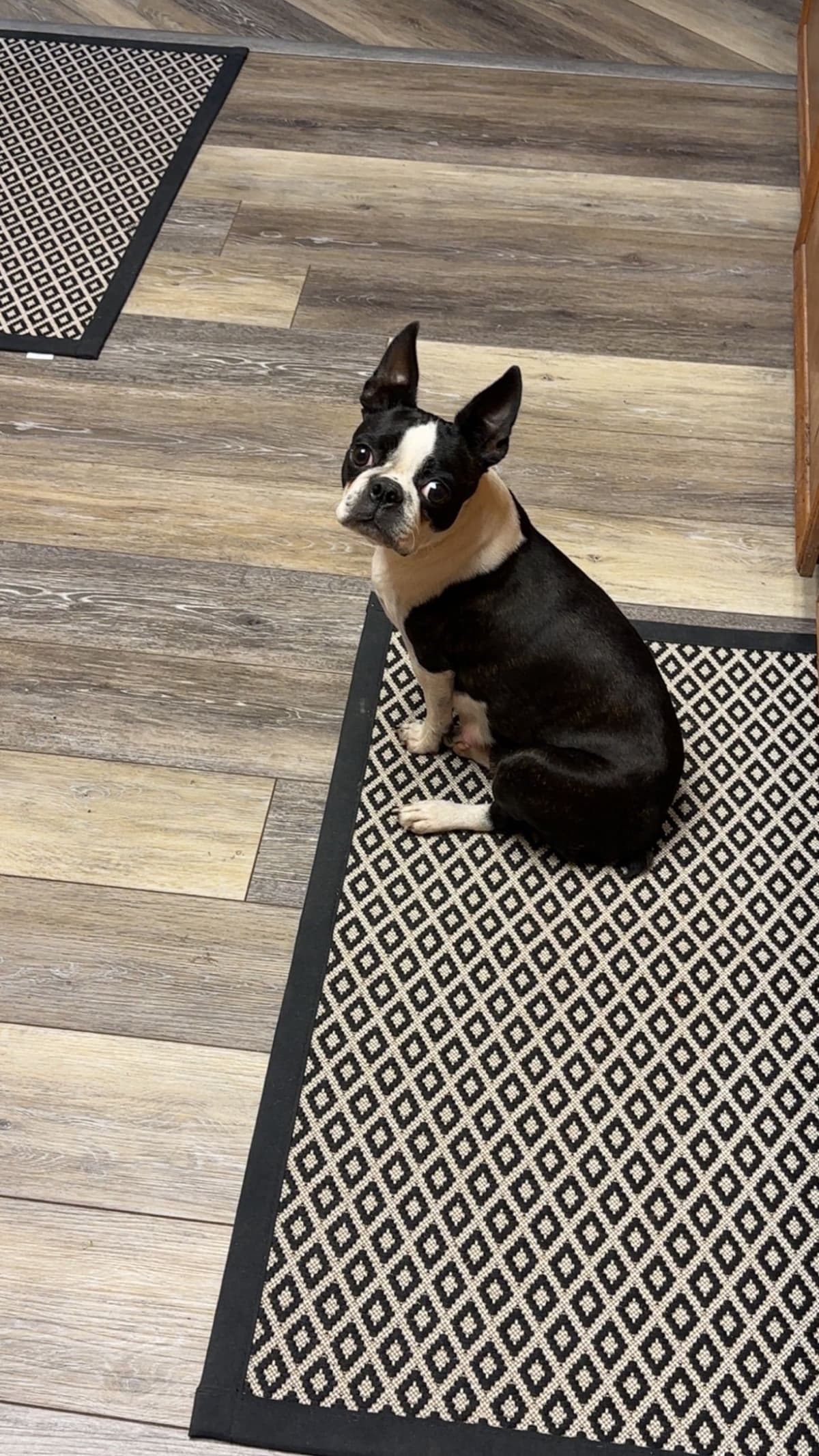 Boston Terrier Puppies breeder image 3