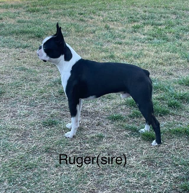 Boston Terrier Puppies media 2