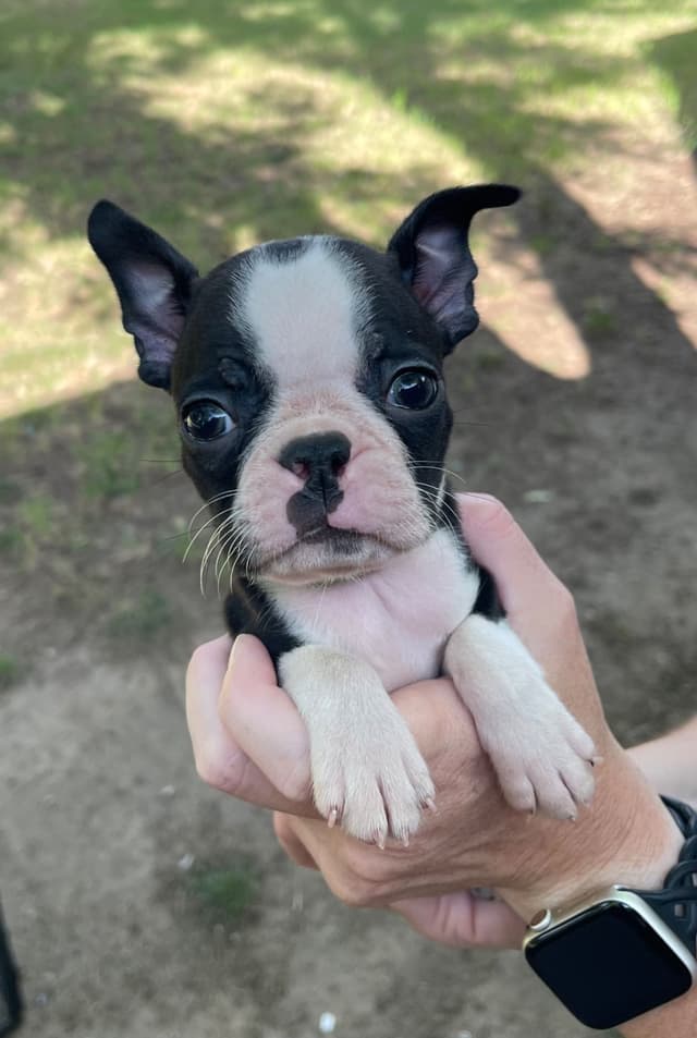 Boston Terrier Puppies media 5