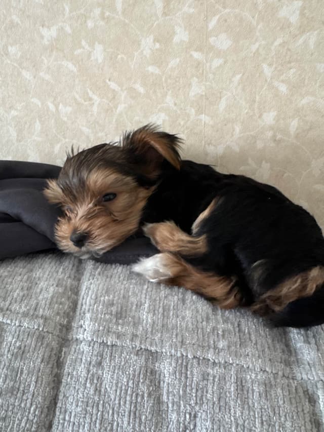 Yorkshire Terrier Puppies media 3