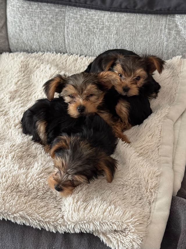 Yorkshire Terrier Puppies media 5
