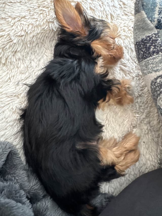 Yorkshire Terrier Puppies media 4