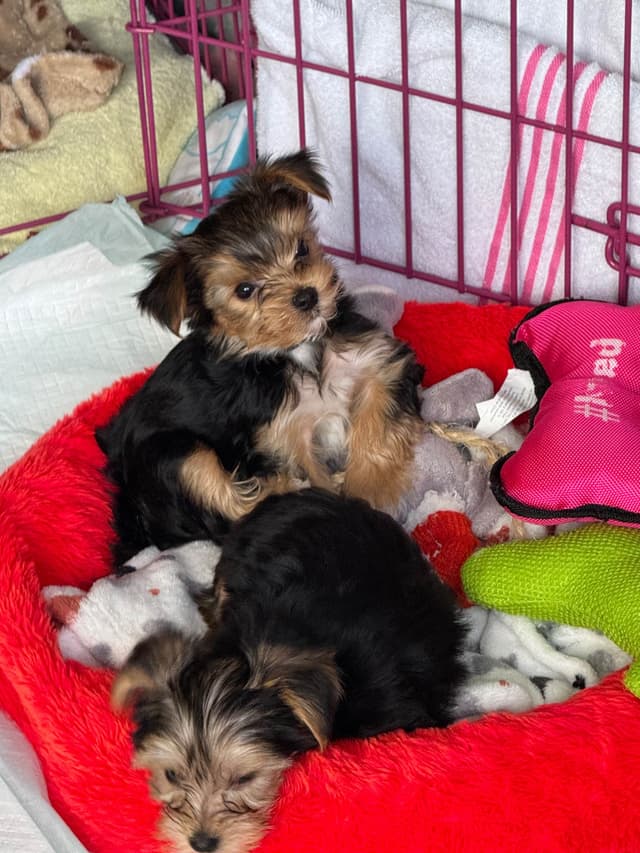 Yorkshire Terrier Puppies media 7