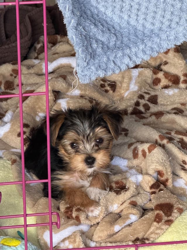 Yorkshire Terrier Puppies media 8