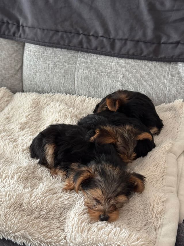 Yorkshire Terrier Puppies media 9