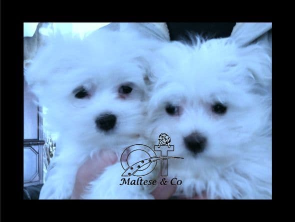 Handsome Maltese Puppies breeder image 3