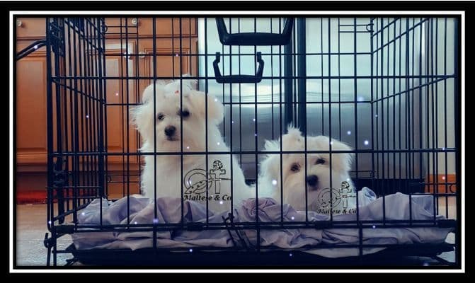 Handsome Maltese Puppies breeder image 4
