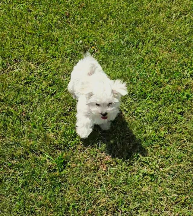 One-of-a-Kind Maltese Puppies media 2
