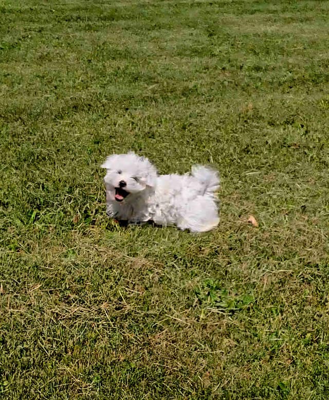 One-of-a-Kind Maltese Puppies media 3