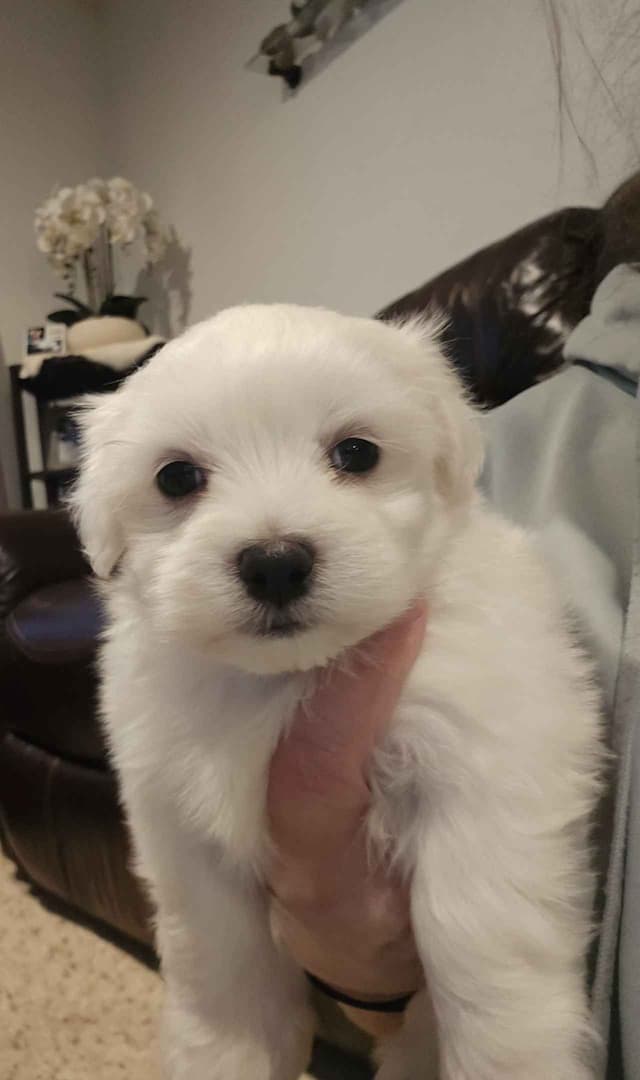 One-of-a-Kind Maltese Puppies media 5