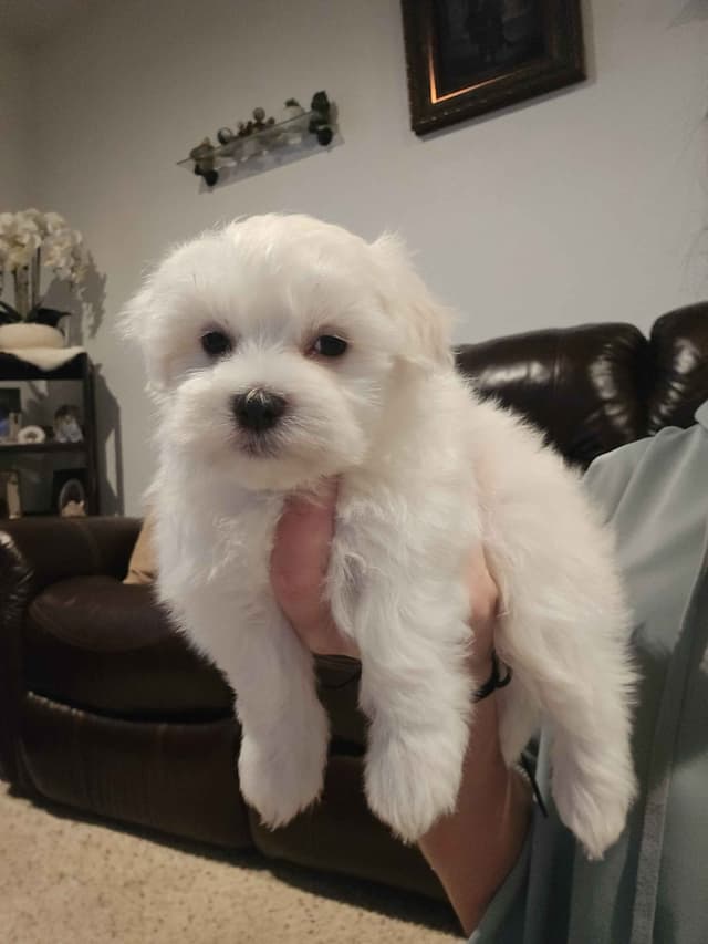 One-of-a-Kind Maltese Puppies media 7