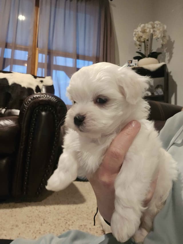 One-of-a-Kind Maltese Puppies media 4