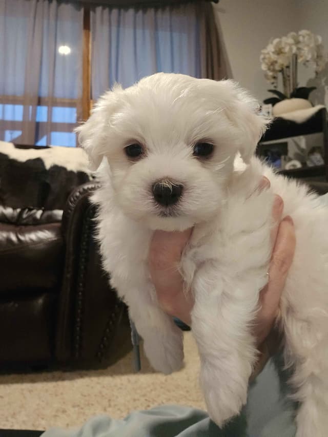 One-of-a-Kind Maltese Puppies media 6