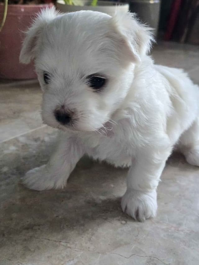 Handsome Maltese Puppies media 2