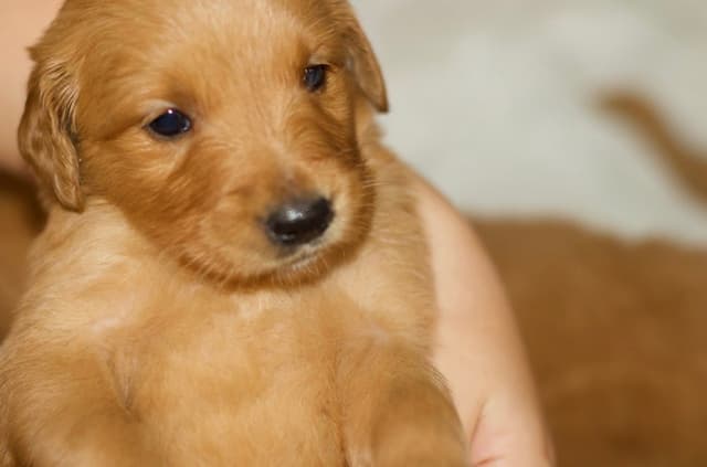 Golden Retriever Puppies media 2