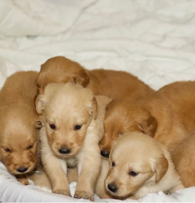 Golden Retriever Puppies media 3