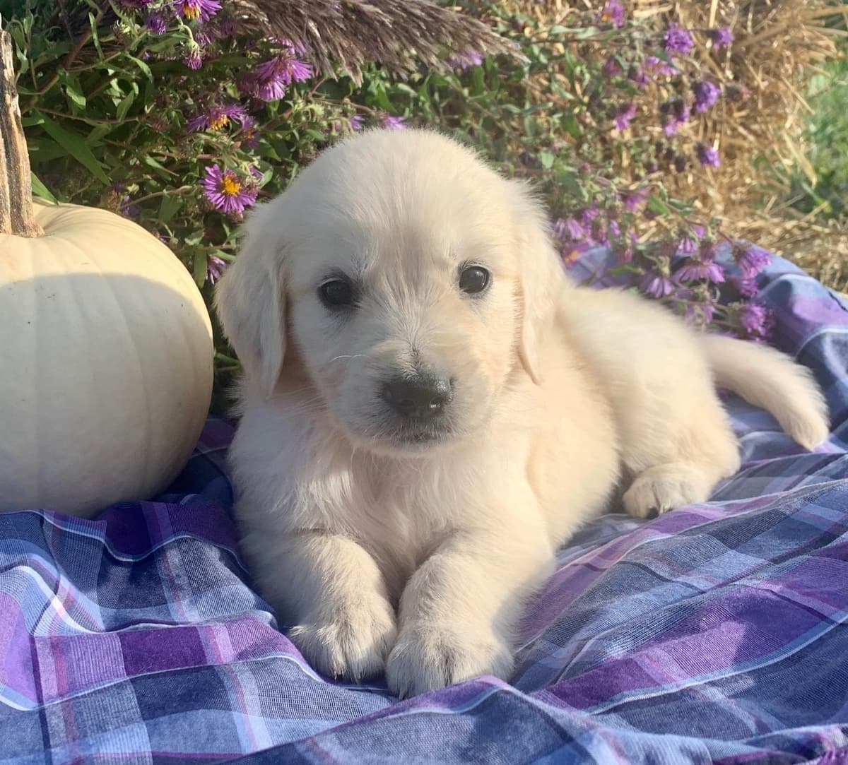 Golden Retriever Puppies breeder image 1
