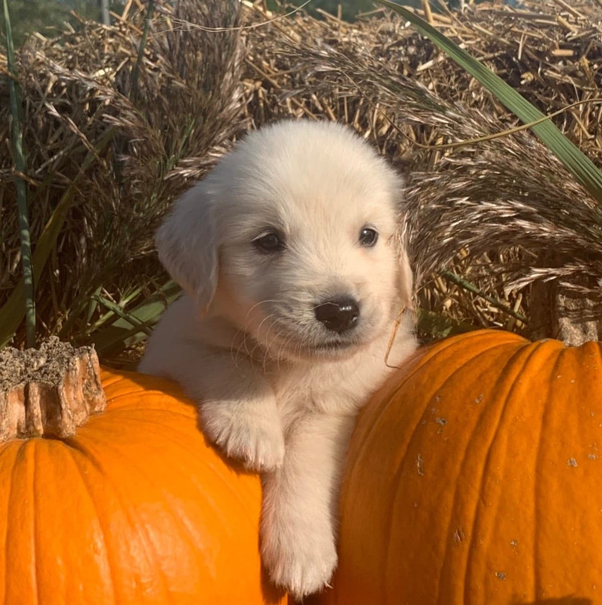 Golden Retriever Puppies breeder image 2