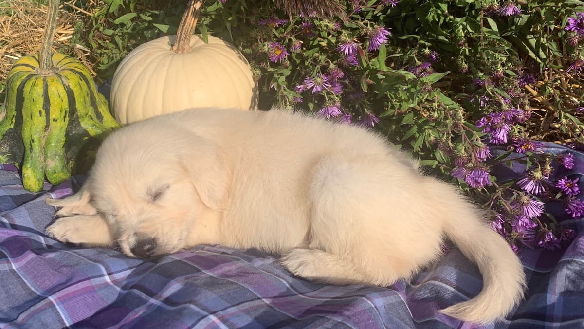Golden Retriever Puppies breeder image 3