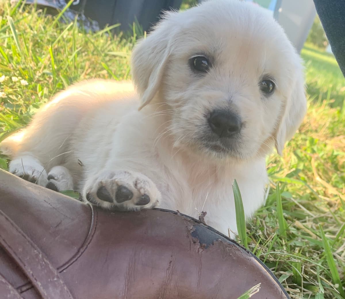 Golden Retriever Puppies breeder image 5