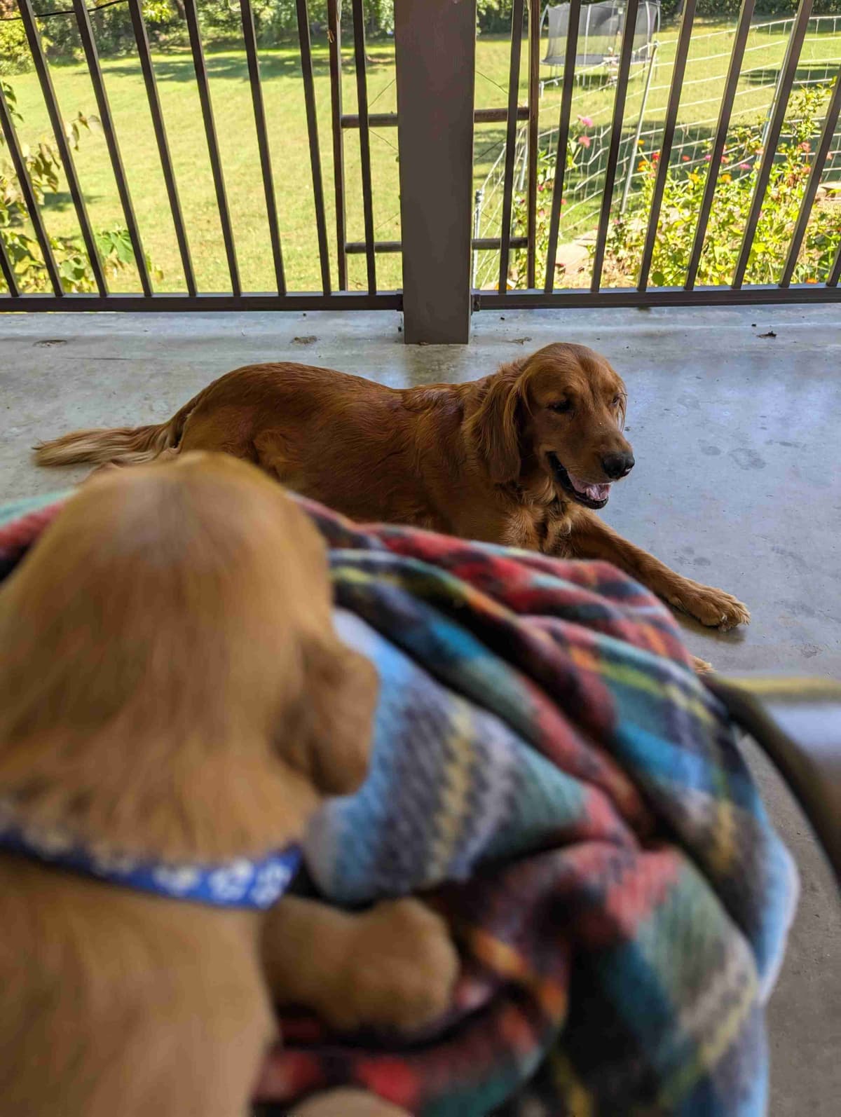 DARK Red Golden Retriever Puppies breeder image 1
