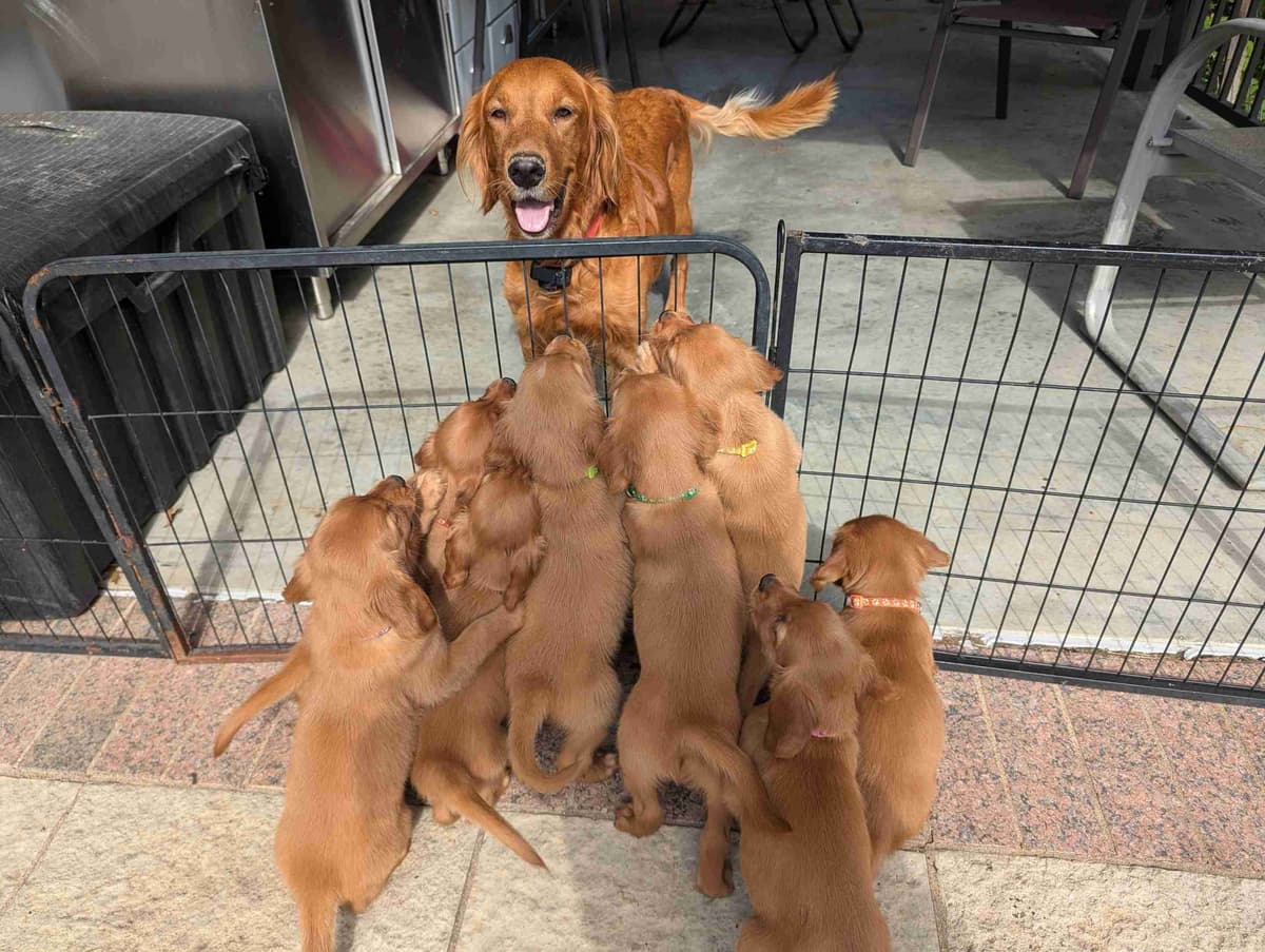 DARK Red Golden Retriever Puppies breeder image 2