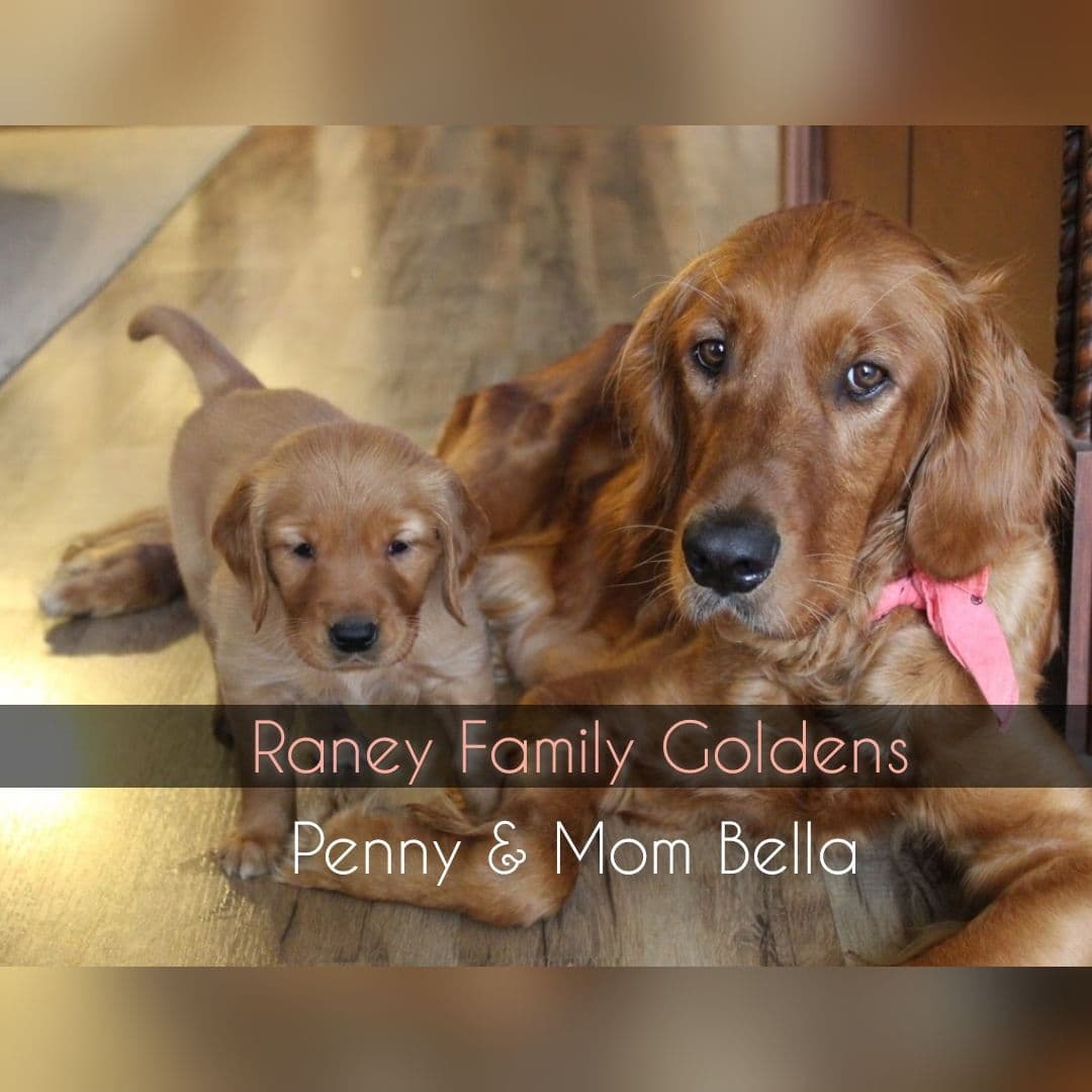 DARK Red Golden Retriever Puppies breeder image 3