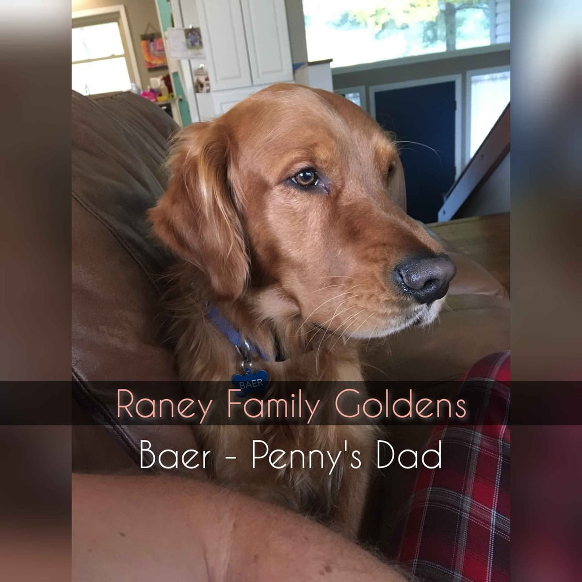 DARK Red Golden Retriever Puppies breeder image 4