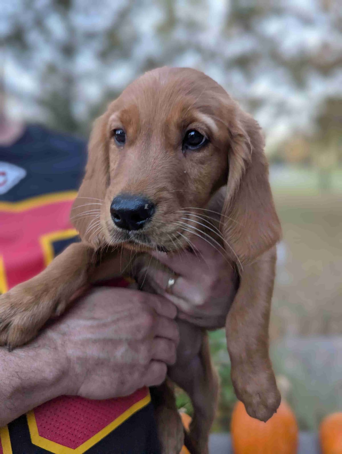 DARK Red Golden Retriever Puppies breeder image 7