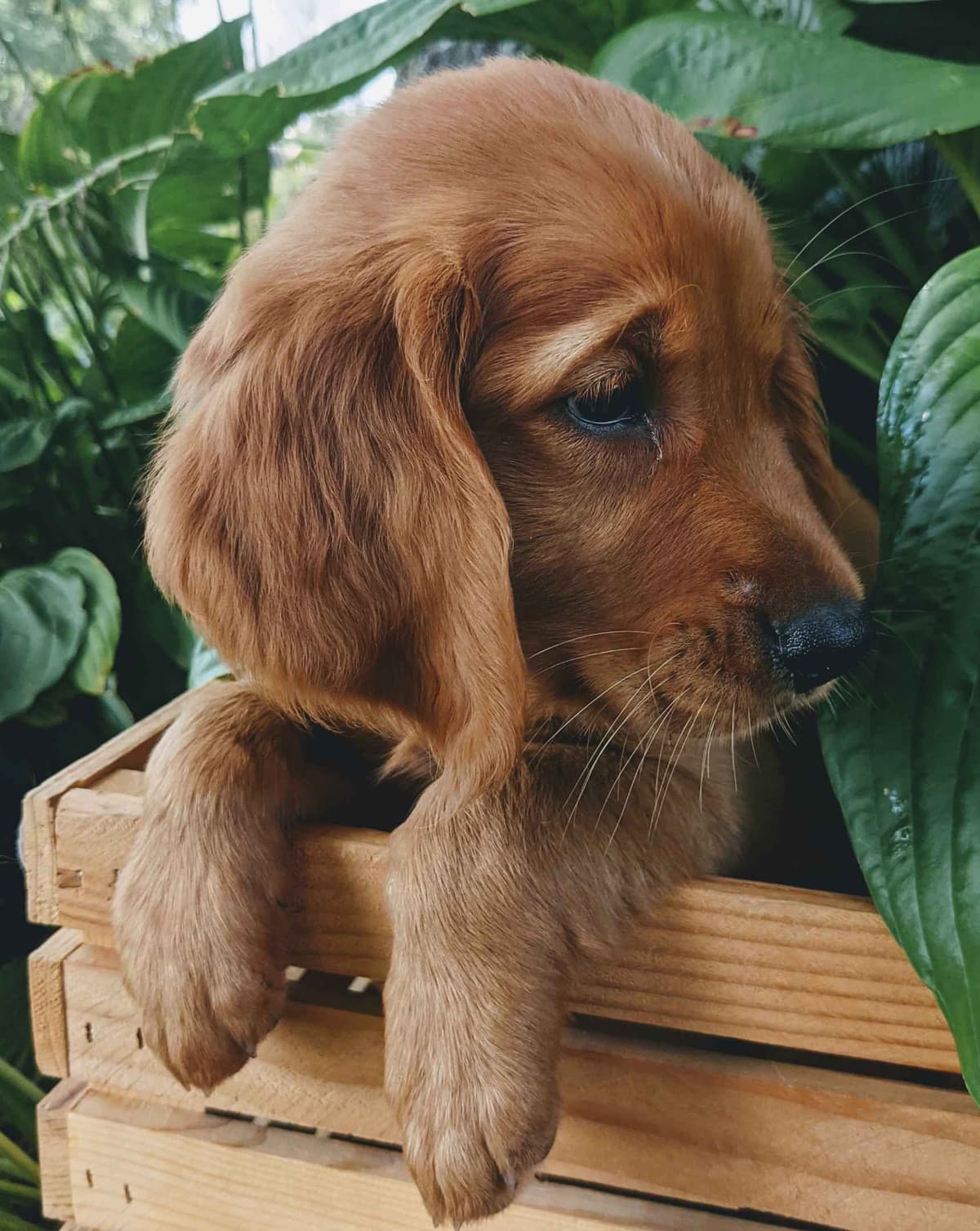 DARK Red Golden Retriever Puppies breeder image 8