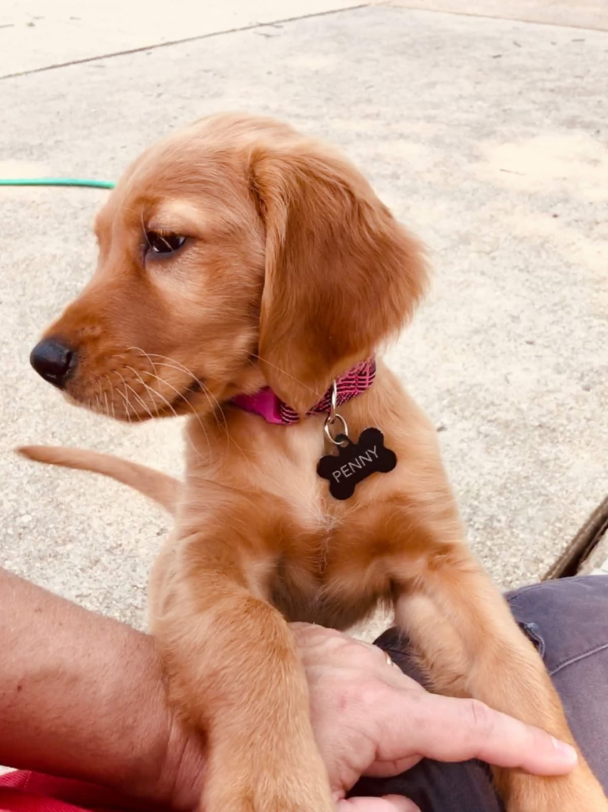 DARK Red Golden Retriever Puppies breeder image 10