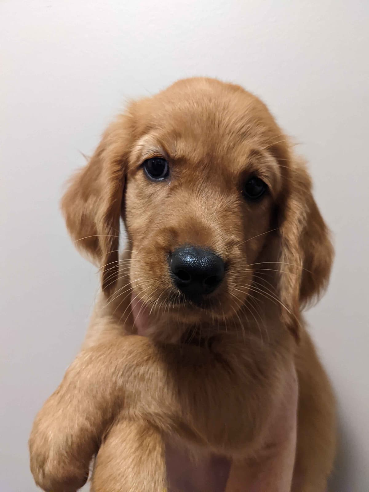 DARK Red Golden Retriever Puppies breeder image 9