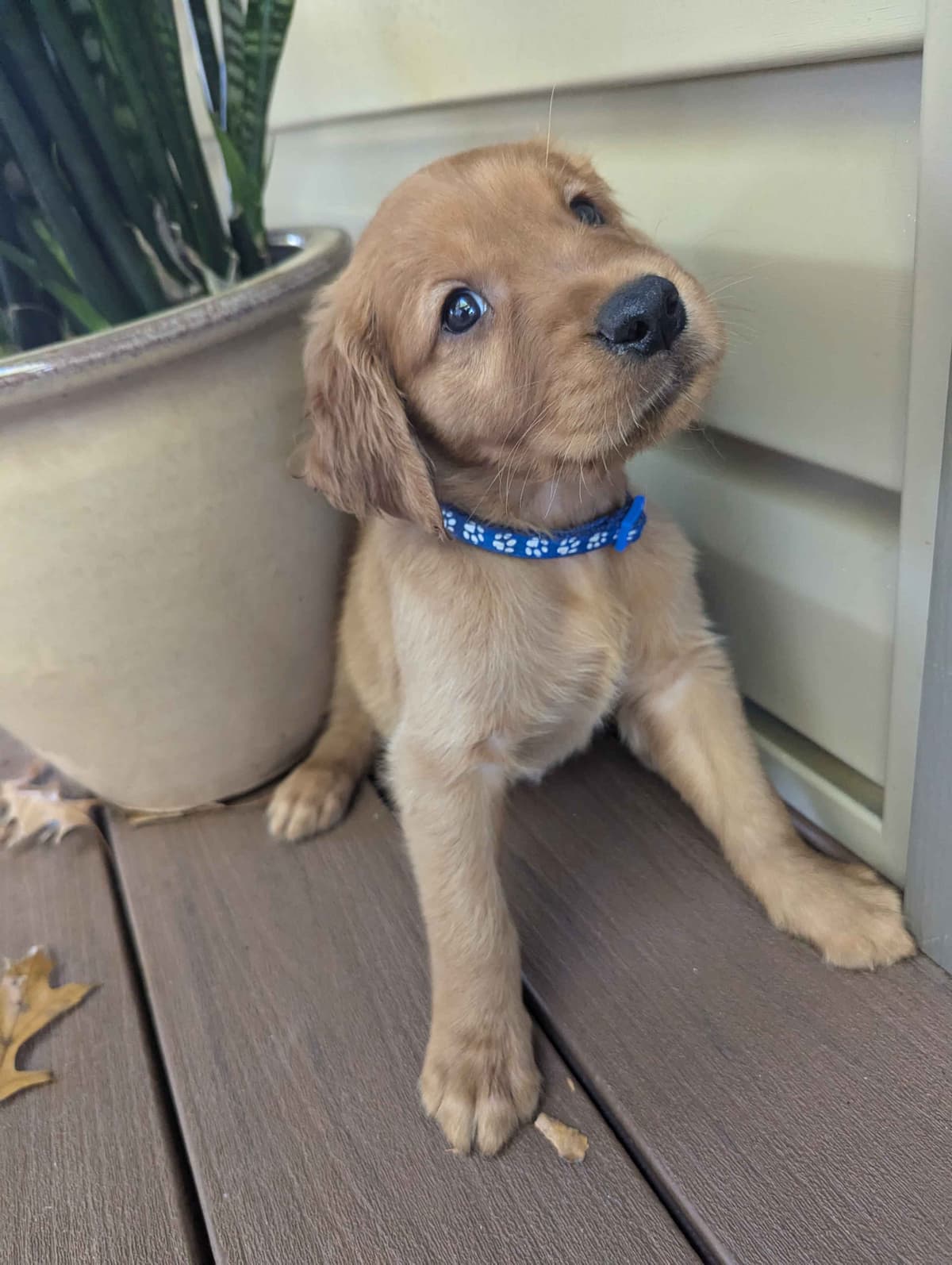 DARK Red Golden Retriever Puppies breeder image 11