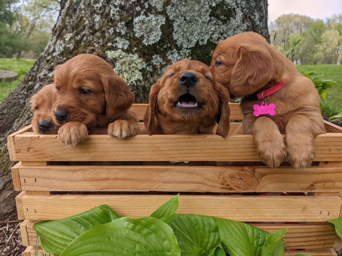 DARK Red Golden Retriever Puppies breeder image 12