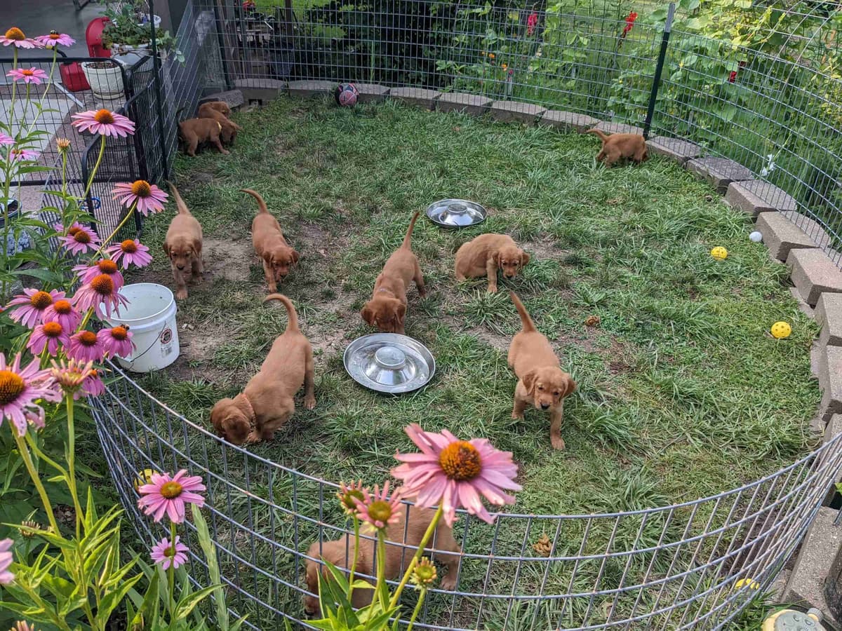 DARK Red Golden Retriever Puppies breeder image 13