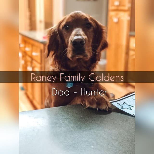 DARK Red Golden Retriever Puppies media 4