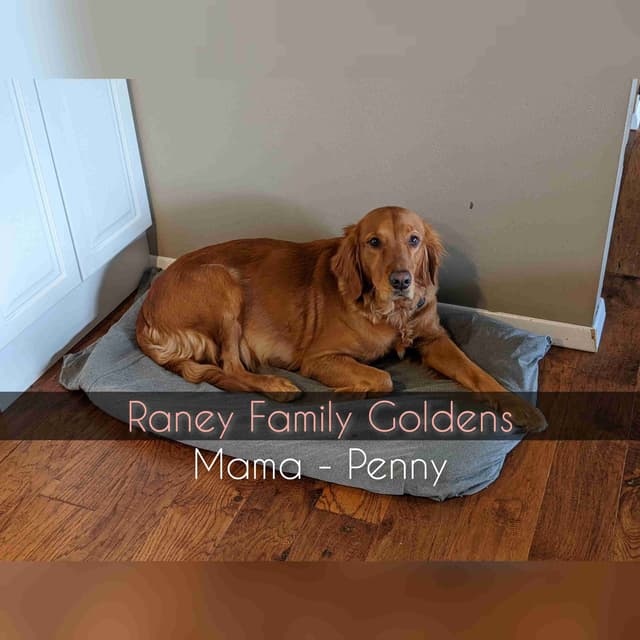 DARK Red Golden Retriever Puppies media 3