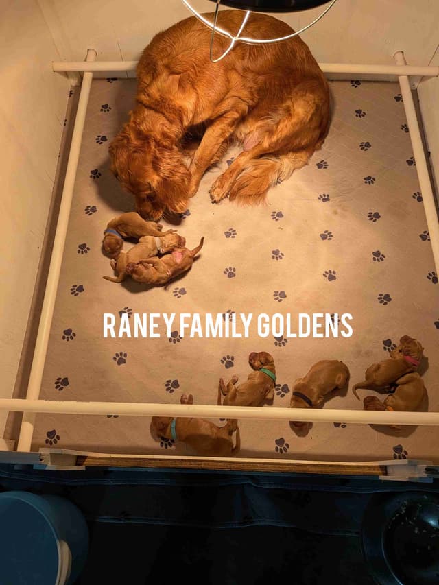 DARK Red Golden Retriever Puppies media 2