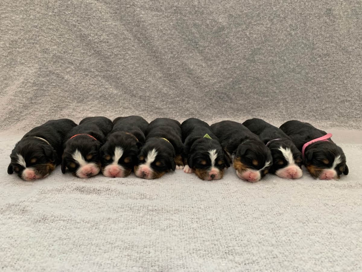 Liberty Puppies Bernese Mountain Dog Puppies breeder image 3